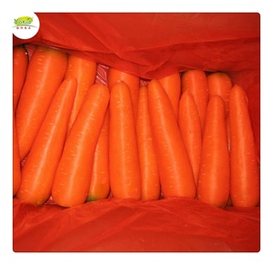 Carottes jaunes chinoises, vente en gros, 1 pièce - Product Image 1