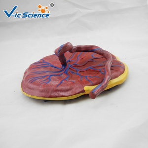 <span class=keywords><strong>Cuerpo</strong></span> <span class=keywords><strong>humano</strong></span> unido al modelo de anatomía placentaria del cordón umbilical modelo de educación anatómica de la Escuela de Ciencias Médicas - Product Image 3