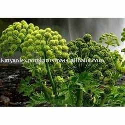 Huile essentielle de racine d'angélique fraîche de qualité supérieure la plus vendue Fournisseur indien en gros d'huile pressée à froid de marque privée - Product Image 3