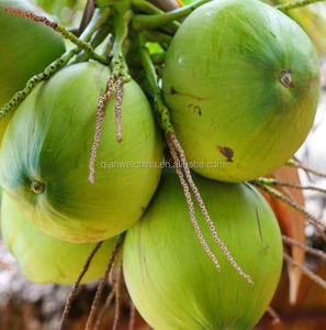 Machine de production de l'eau de noix de coco, équipement de traitement des plantes