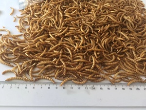 Mealworm secca Additivo per Mangimi Per Animali - Product Image 6