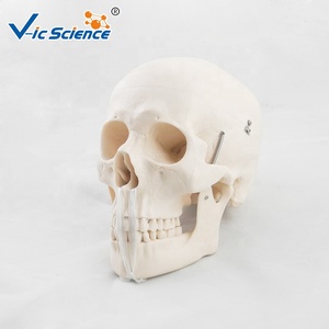 Модель черепа из ПВХ - Product Image 2