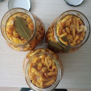 <span class=keywords><strong>Nameko</strong></span>-SETA enlatada de primer grado - Product Image 6