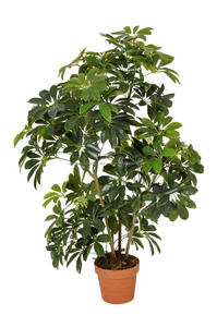 Árboles <span class=keywords><strong>bonsai</strong></span> <span class=keywords><strong>de</strong></span> interior <span class=keywords><strong>bonsai</strong></span> árbol <span class=keywords><strong>Schefflera</strong></span> artificial chino - Product Image 3