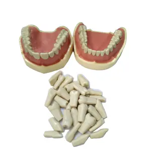 Typodont 교체 인간의 치아 모델 실용적인 거짓 교정 치아 모델 치과 치아 모델 ANA-4 Frasaco