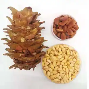 Factory Price Korean Pine Nut Exporters In Pakistan Siberian Pine Nut
