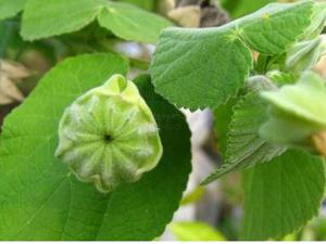 Piante Intere di Mallo Indiano Essiccate, Steli e Foglie Naturali di Abutilon Indicum - Product Image 6