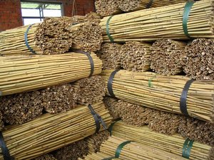 Canne droite naturelle en <span class=keywords><strong>bambou</strong></span> avec manche rond, écologique, origine Fujian, marque Toulong, pour l'agriculture, le jardinage et les vergers - Product Image 5