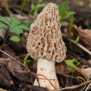 Ecodéan — champignons momoda, 1 pièce, vente en gros, pendants chinois - Product Image 3