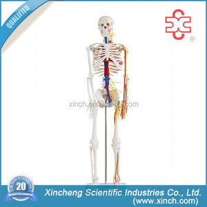 bộ xương của con người với các cơ quan sinh học khoa học và khoa học y tế - Product Image 1