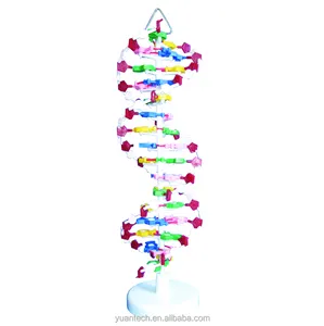 Human DNA Structure Model, DNA Mods