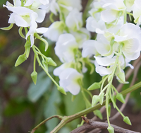 Vente en gros de fleurs artificielles en soie de glycine suspendues, longueur 120 cm, pour la décoration de mariage et les décorations extérieures