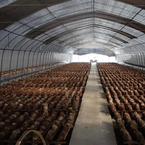 China GT Jaminan Kualitas Disesuaikan Rumah Kaca Pertanian untuk Pertumbuhan Jamur Mudah Dipasang