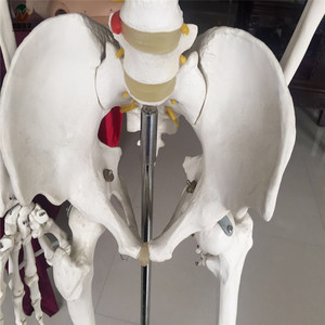 Mô hình bộ xương người A1001, kích thước thật 180cm, chất liệu PVC, có thể lắp ráp, dùng làm tài liệu giảng dạy, huấn luyện sinh viên. - Product Image 5