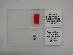 実験用単眼生物顕微鏡 光学顕微鏡 200倍 生物顕微鏡 科学実験用 - Product Image 4