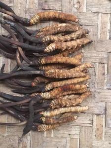 <span class=keywords><strong>Cordyceps</strong></span> <span class=keywords><strong>Sinensis</strong></span> di Alta Qualità Detan - Product Image 2