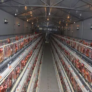 Cages à poulet, 12 couches, batterie, bon prix, vente d'usine