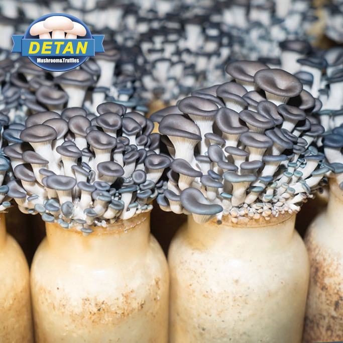 Мелань, устричный гриб, мицелий