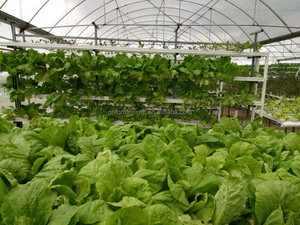 Herbe/tomate/laitue qui poussent dans le <span class=keywords><strong>bac</strong></span> <span class=keywords><strong>hydroponique</strong></span> - Product Image 5