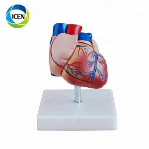 نموذج قلب تشرح إنسان ثلاثي الأبعاد في 306, نموذج قلب كبير الحجم من البلاستيك الطبي