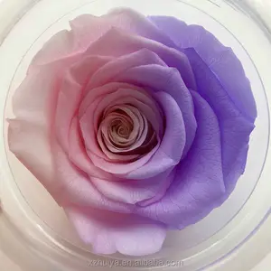 Multicolor Everlasting Roses Real Preserved Roses