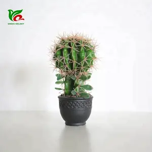 Kleine Areg Pflanze 20cm Indoor Flowering Cactus Namen von Kaktus pflanzen