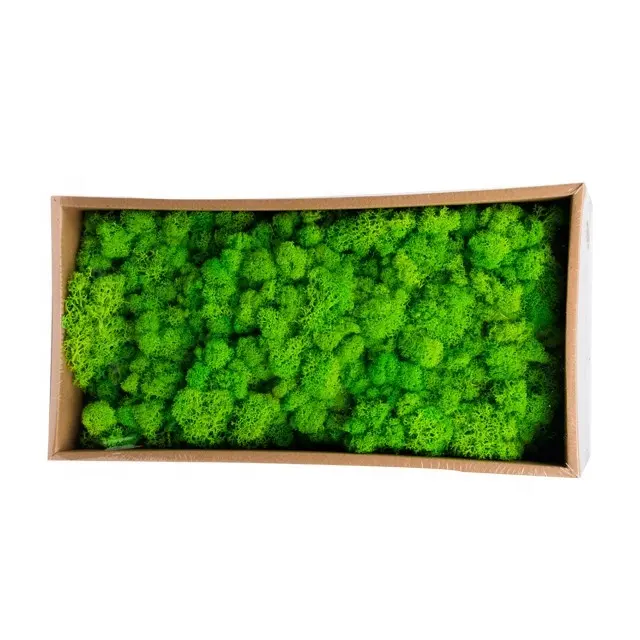 उचित मूल्य सूखे sphagnum काई संरक्षित काई हरे रंग की दीवार स्थिर बनाने