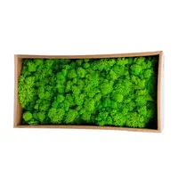 Mousse de sp35 séchée à prix réglable, 1 pièce, mousse préservée, faites pour un mur vert