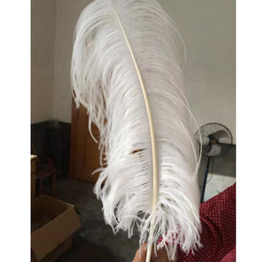 Grandes plumes d'autruche blanches, 65-70 cm, vente en gros, l'afrique du sud, pour décoration de centre de table de mariage, vente en gros - Product Image 3