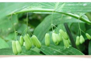 Fette di rizoma di Polygonatum biflorum di Polygonatum delle radici di sigillo del <span class=keywords><strong>re</strong></span> salomone essiccate naturali <span class=keywords><strong>in</strong></span> vendita - Product Image 6