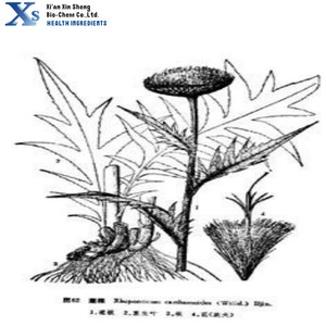 Alta calidad Kosher GMP Natural <span class=keywords><strong>Rhaponticum</strong></span> <span class=keywords><strong>carthamoides</strong></span> extracto - Product Image 2