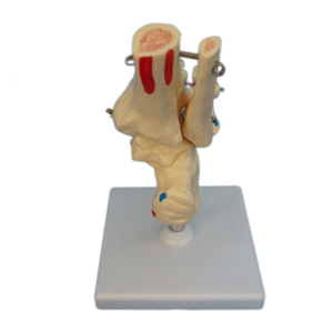 Modelo de <span class=keywords><strong>esqueleto</strong></span> de <span class=keywords><strong>tobillo</strong></span> y pie humano de PVC - Product Image 5