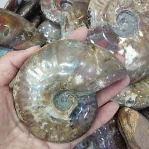 Fossili di Lumaca Colorati in Pietra Naturale <span class=keywords><strong>e</strong></span> <span class=keywords><strong>Minerali</strong></span> Lucidati all'Ingrosso - Product Image 5