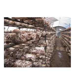 Rede de cultivo agaricus bisporus, rede de cultivo para plantar cogumelo, redes de cultivo, de greenhouse