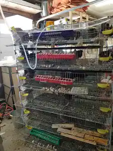 Otomatik besleme bıldırcın üreme kafesleri
