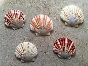 Decorazione variopinta del <span class=keywords><strong>mare</strong></span> dei magneti della decorazione domestica della spiaggia della conchiglia - Product Image 4