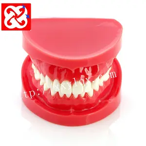 Standard dental model with natural size in red white OEM logo orthodontic models denture model