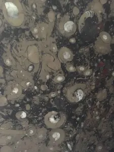 Concha de mar marrón fósiles marmol