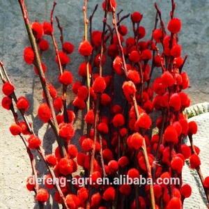 ดอกไม้สดตัดจากประเทศจีนสาขาวิลโลว์แห้ง - Product Image 4