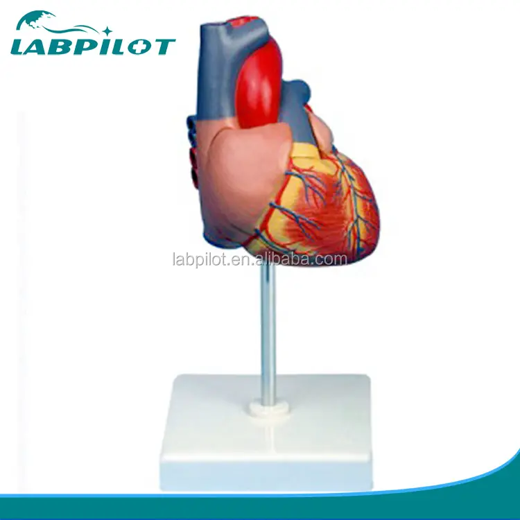 Volwassen Hart Vergroot Model, Anatomie Hart 3D Model