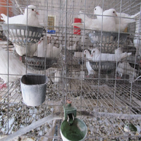 Cage de pigeon de course à bas prix de haute qualité à vendre