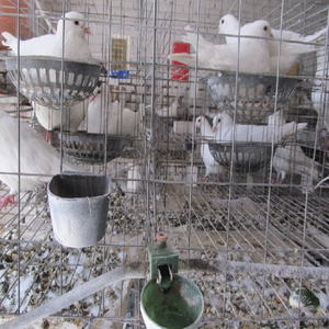 กรงนกพิราบ<span class=keywords><strong>แข่ง</strong></span><span class=keywords><strong>ราคา</strong></span>ถูก - Product Image 5