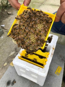 Imkereibedarf Königinnenzuchtbox Schaumstoffrahmen Imkerei-Werkzeugset Ernte-Bienenstock Heim-Bienenstockgehäuse Imkerwerkzeuge - Product Image 5