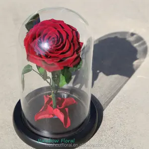 美容和野兽设计玫瑰永恒保存玫瑰在玻璃圆顶永恒的爱