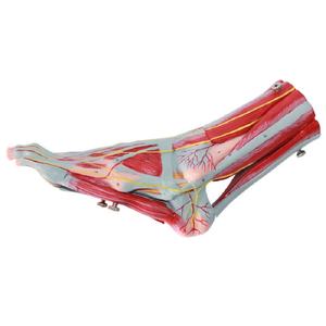 Plantar Muscle Model Manikin Fuß muskel Hierarchische Anatomie Visual isierung - Product Image 4