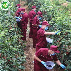 IQF Frozen seluruh merah <span class=keywords><strong>Raspberry</strong></span> tanpa manis massal organik sehat alami pembeku beku harga grosir - Product Image 3