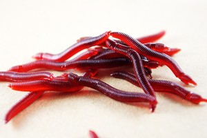 YOUME-señuelo suave de gusanos rojos, gusanos de tierra, 4cm, 500g, gusanos de pesca, trucha, señuelo de pesca Artificial, 0,19g por paquete - Product Image 2
