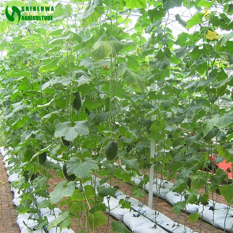 Système de culture hydroponique de plantes, sous-sol en coco de m, pour serres agricoles, tomates, concombres