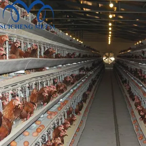 2018 Guangzhou Fabriek Kip Vleeskuikens Kooien Voor Kenia Gevogelte Boerderij/Kenia Vleeskuikens Kip Kooien
