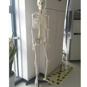 84cm esqueleto anatômico artificial médica modelo